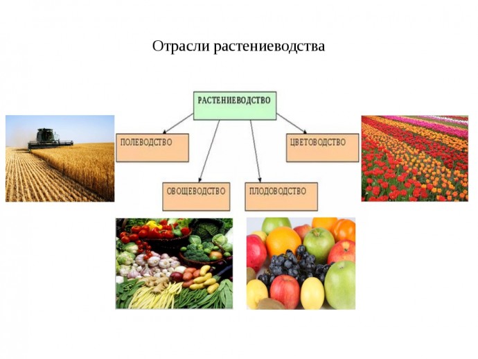 Растениеводство